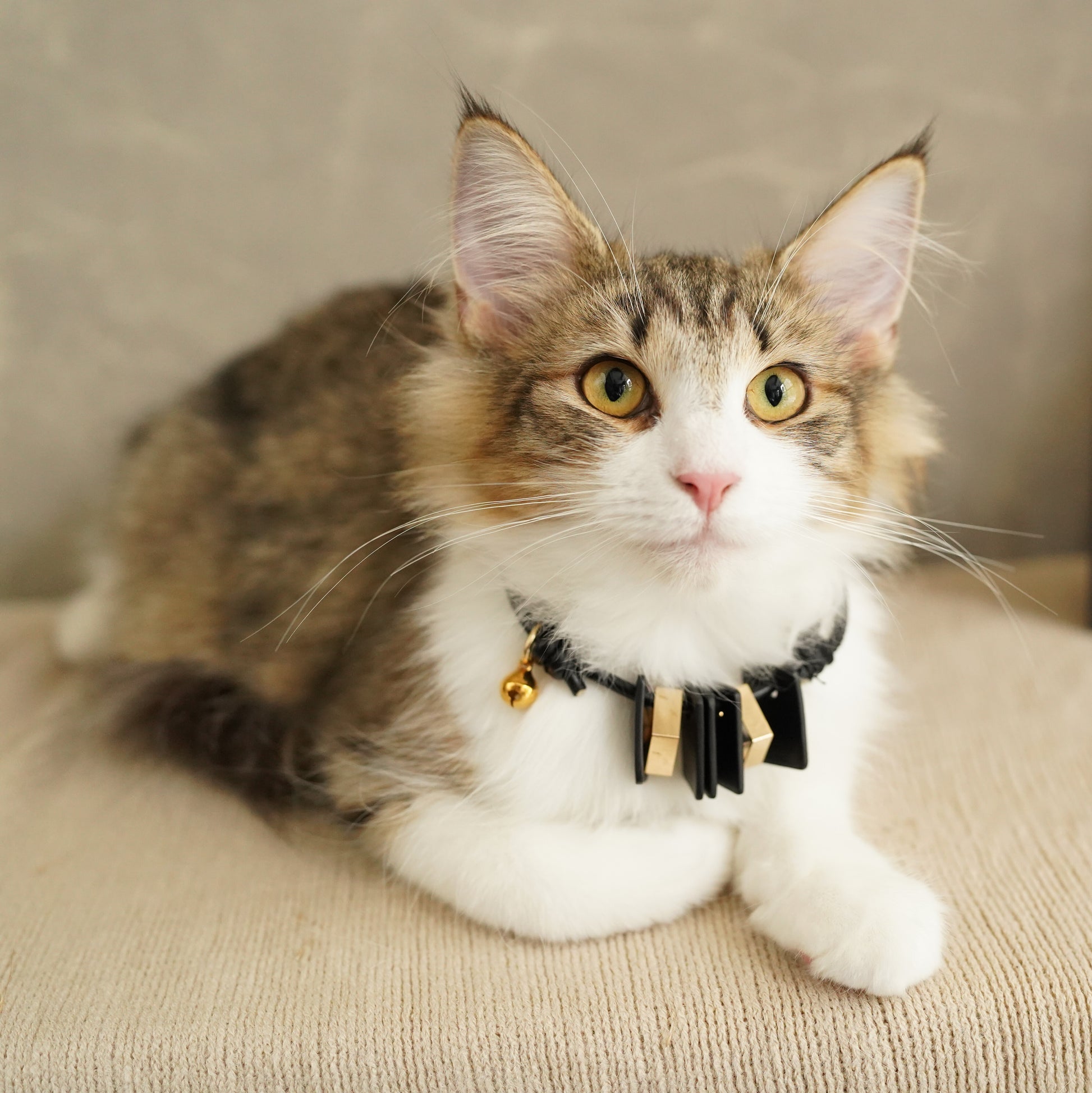 Leather Pet Collar – Mod