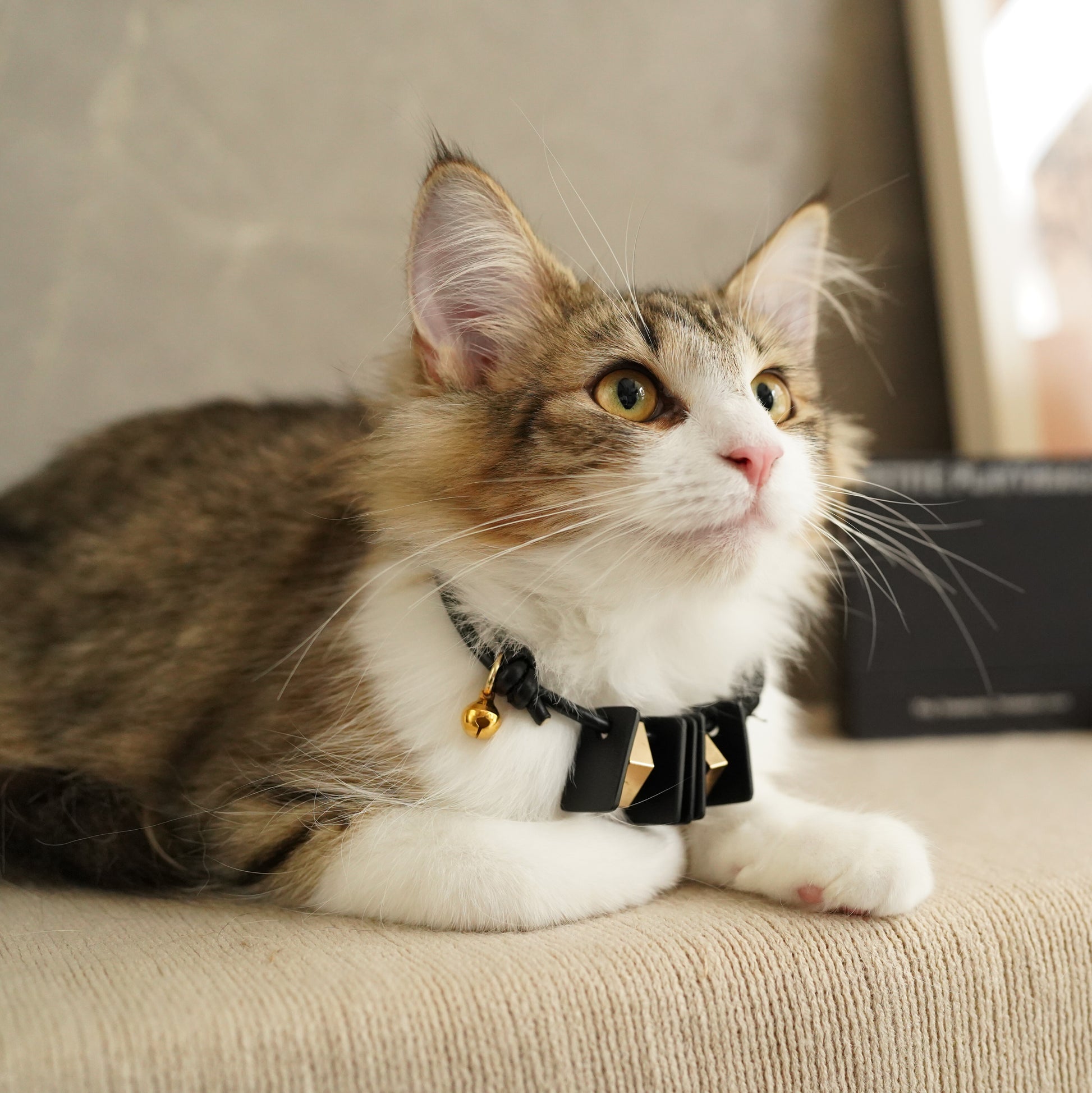Leather Pet Collar – Mod
