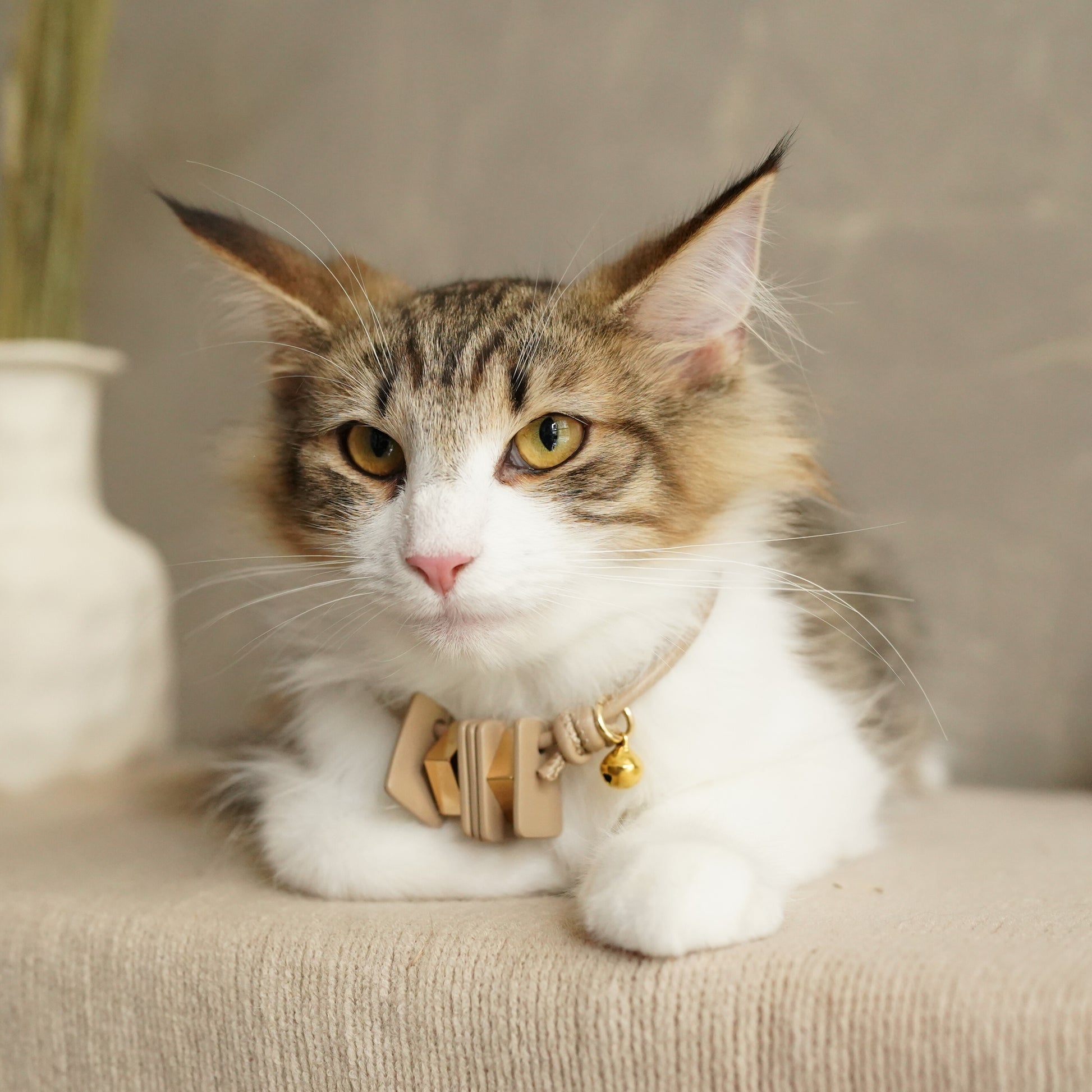 Leather Pet Collar – Mod
