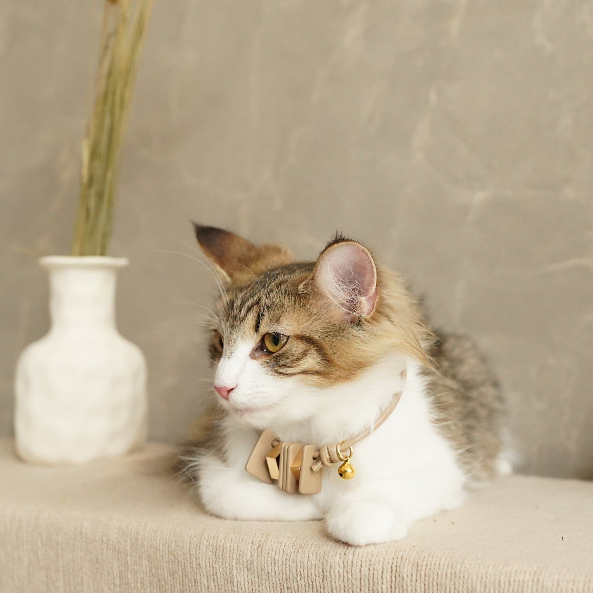 Leather Pet Collar – Mod