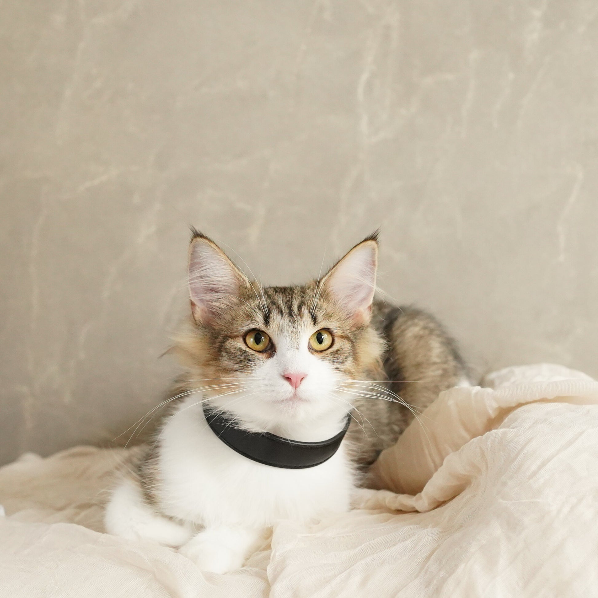 Leather Pet Collar – Sleek