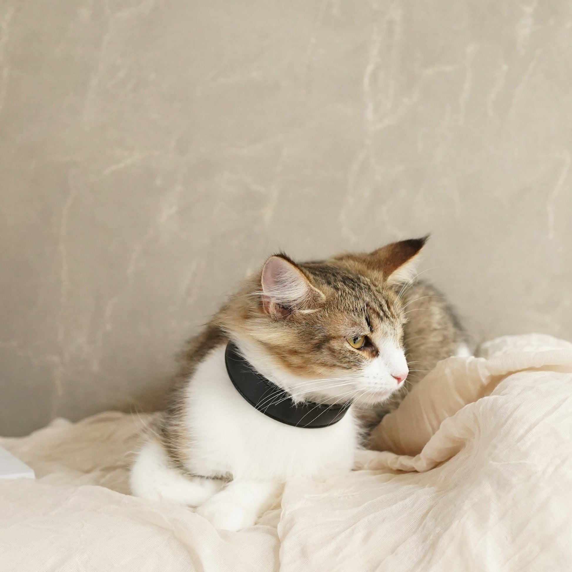 Leather Pet Collar – Sleek