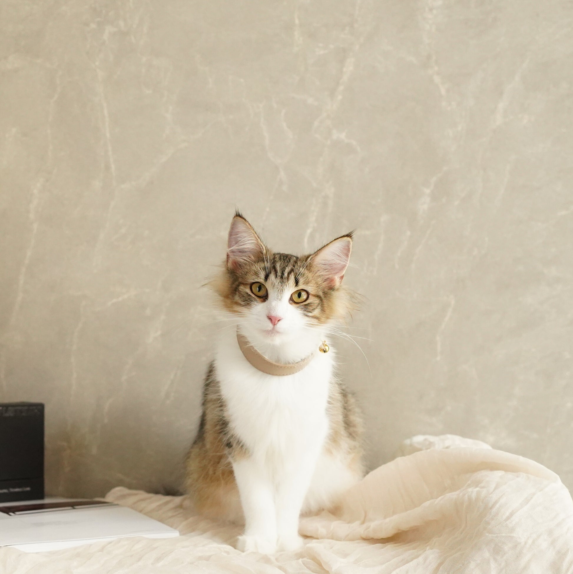 Leather Pet Collar – Sleek