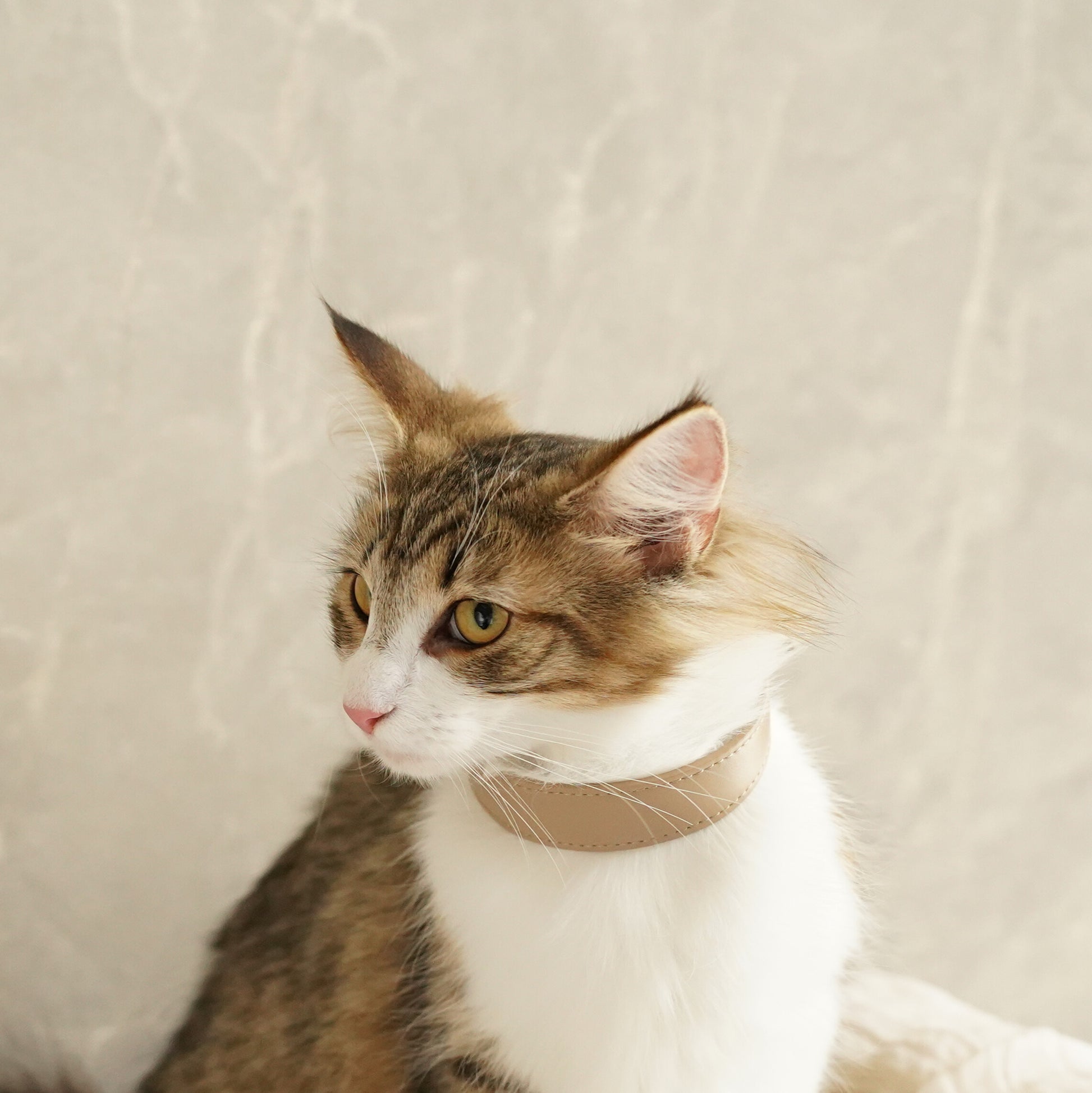 Leather Pet Collar – Sleek